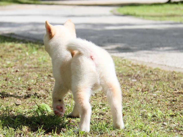 IMG_3141-shibainu Puppy