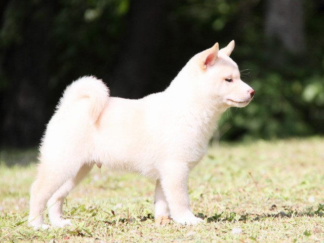 IMG_3178-shibainu Puppy