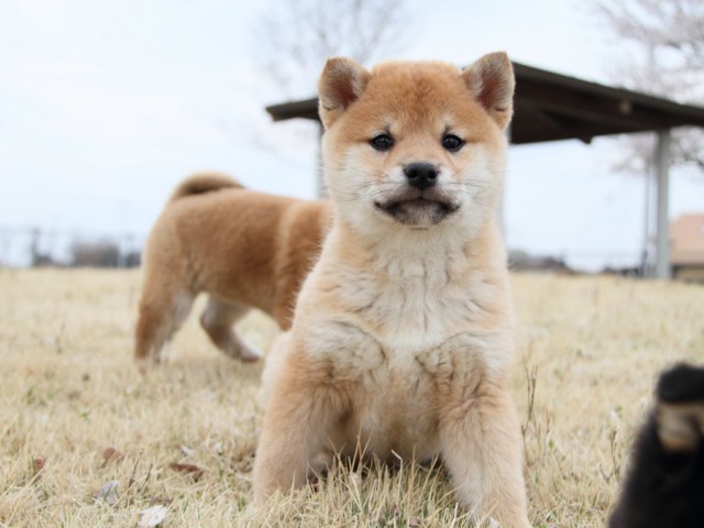 IMG_3186-shibainu-puppy