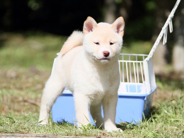 IMG_3198-shibainu Puppy