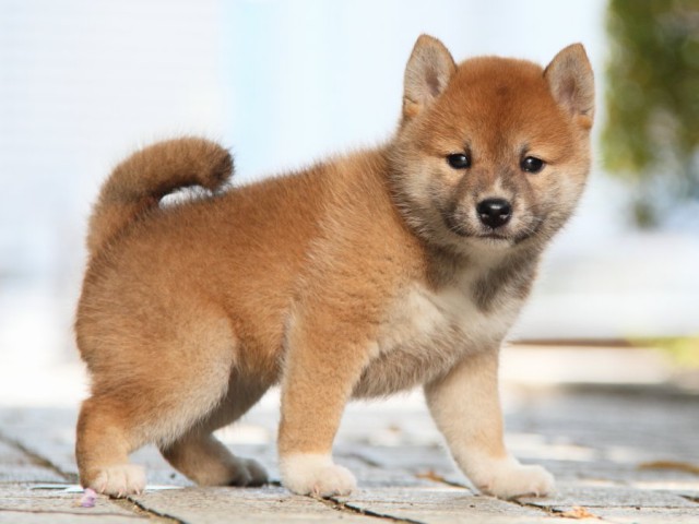 IMG_3217-shibainu-puppy