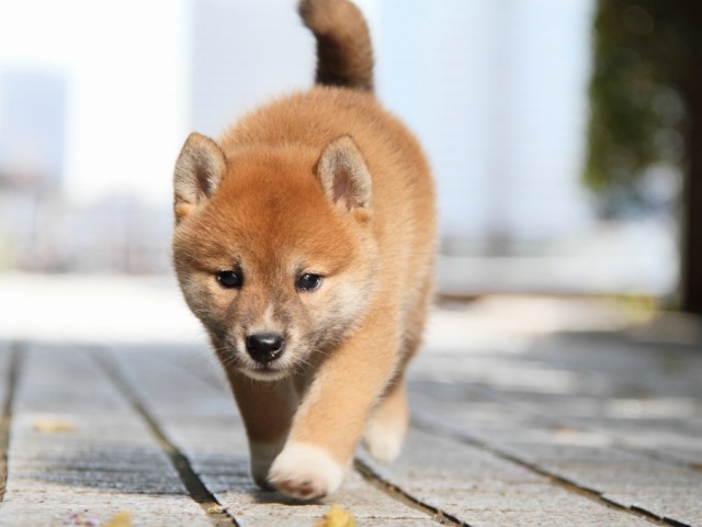 IMG_3222-shibainu-puppy