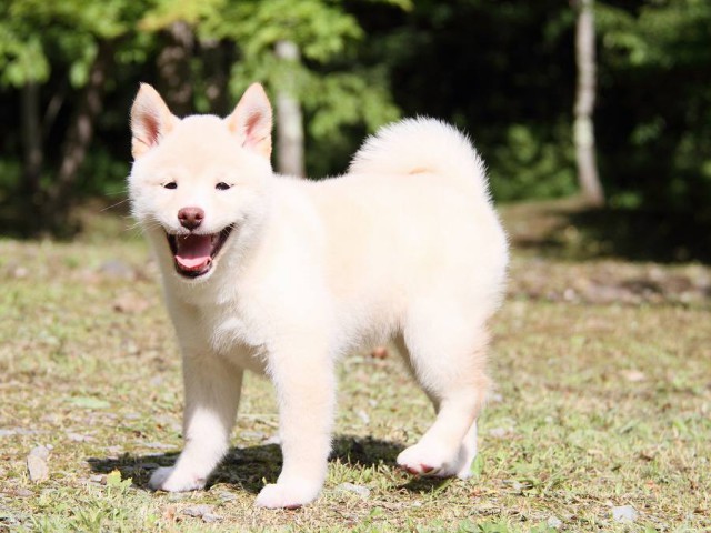 IMG_3227-shibainu Puppy