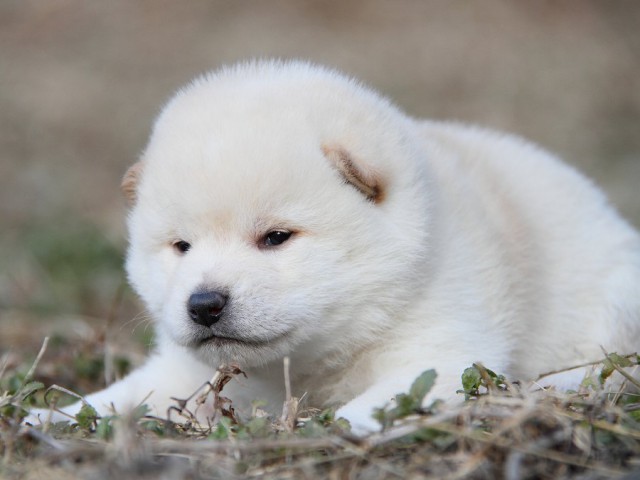 IMG_3244--shibainu Puppy