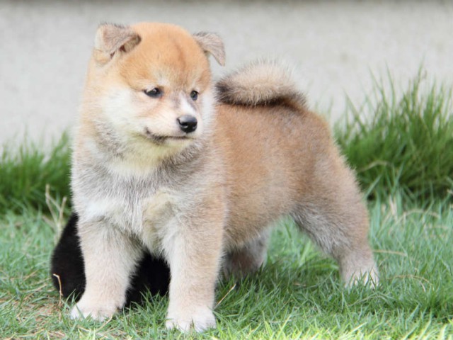 IMG_3249shiba