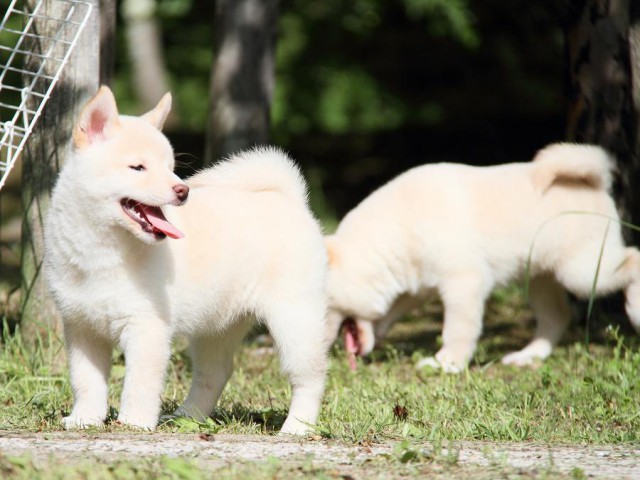 IMG_3258-shibainu Puppy