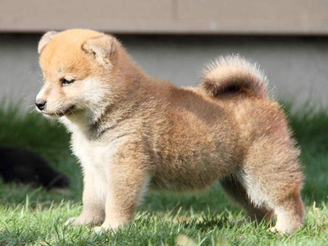 IMG_3266shiba