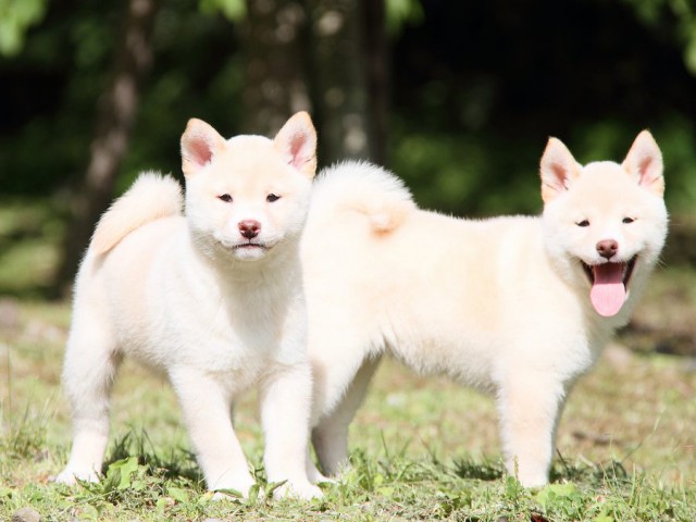 IMG_3275-shibainu Puppy