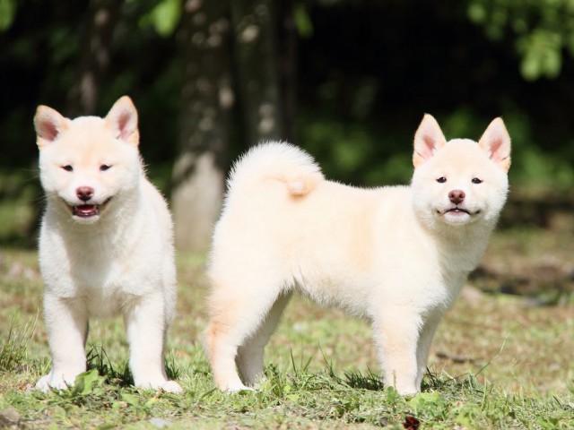 IMG_3279-shibainu Puppy