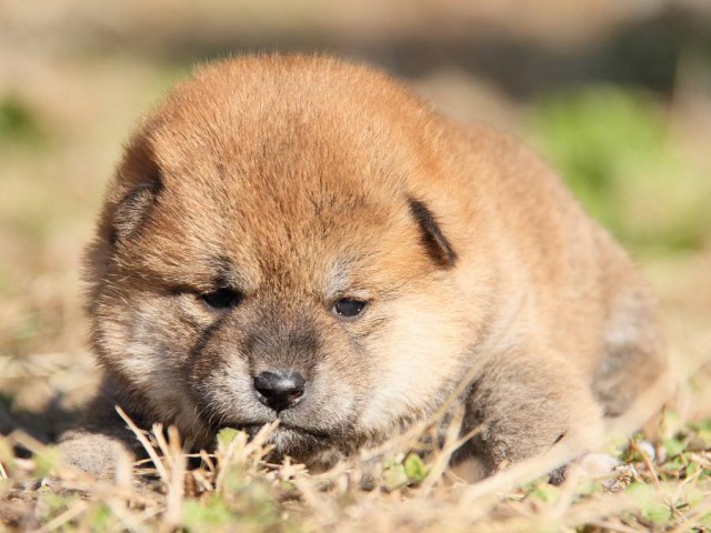 IMG_3279--shibainu Puppy