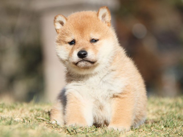 IMG_3283-koinu-shibainu