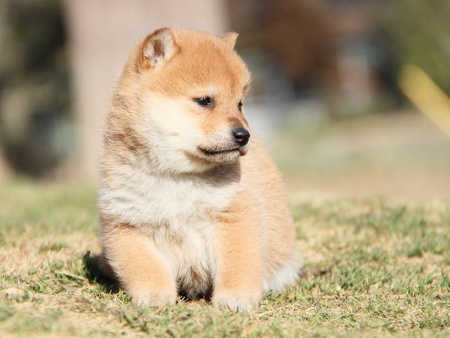 IMG_3286-koinu-shibainu