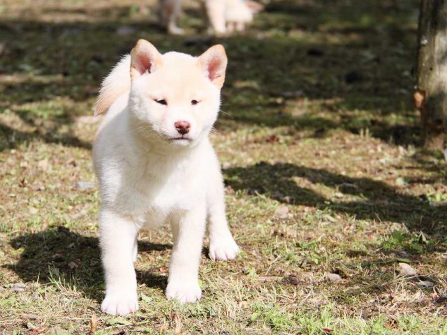 IMG_3286-shibainu Puppy