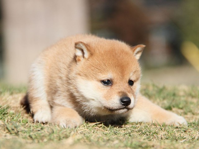 IMG_3291-koinu-shibainu