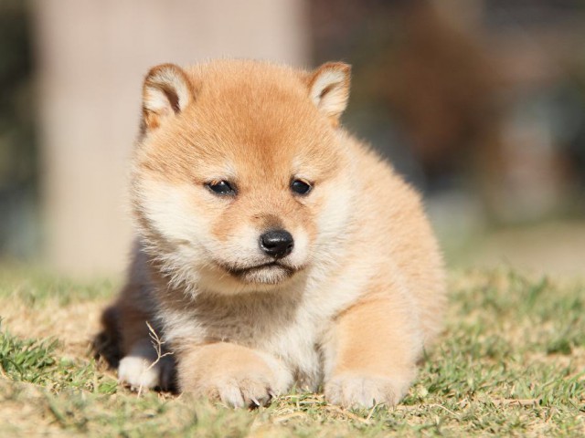 IMG_3294-koinu-shibainu