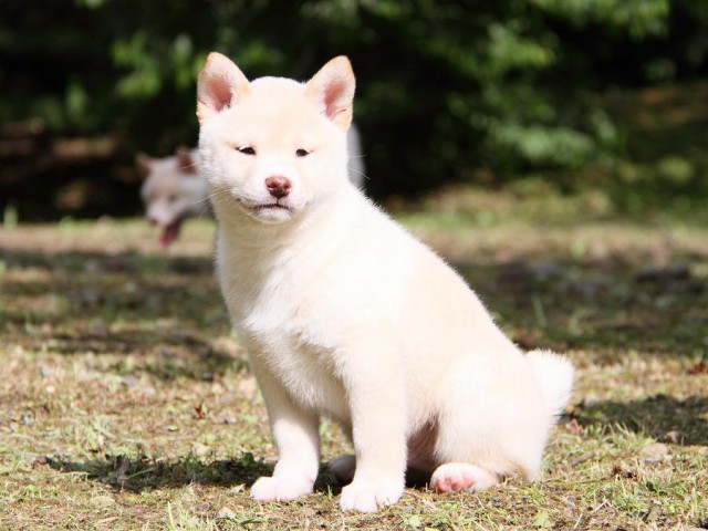 IMG_3308-shibainu Puppy