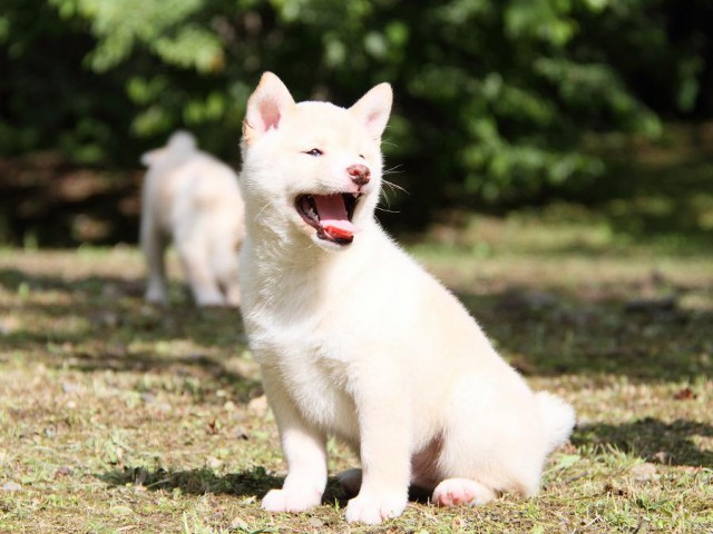 IMG_3317-shibainu Puppy