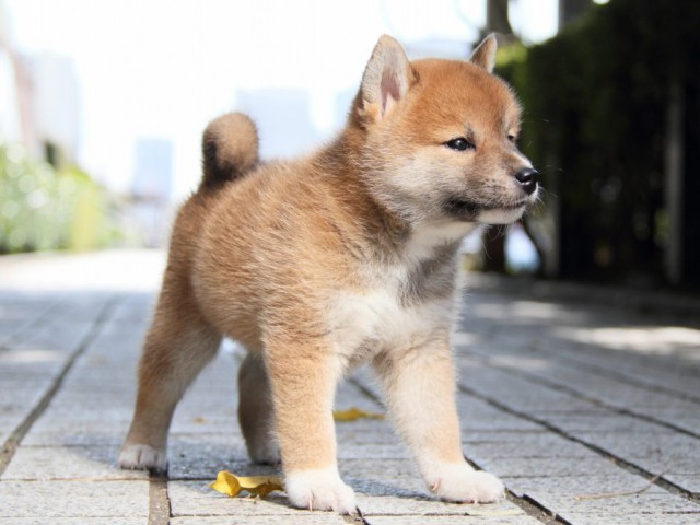 IMG_3329-shibainu-puppy