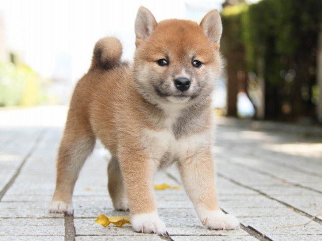 IMG_3339-shibainu-puppy