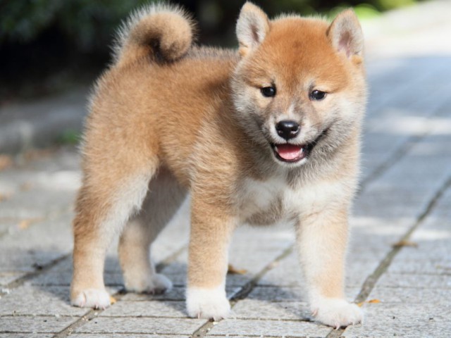 IMG_3342-shibainu-puppy