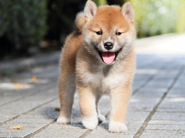 IMG_3354-shibainu-puppy