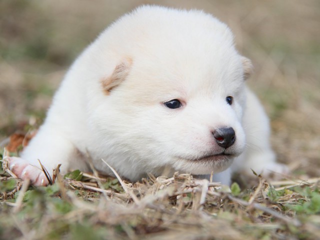 IMG_3478--shibainu Puppy