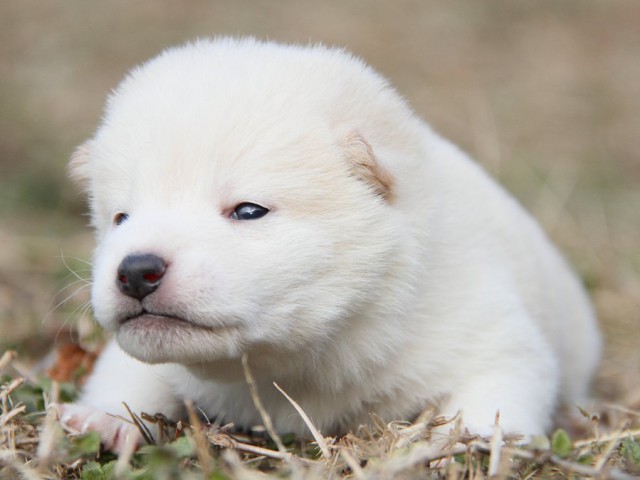 IMG_3491--shibainu Puppy