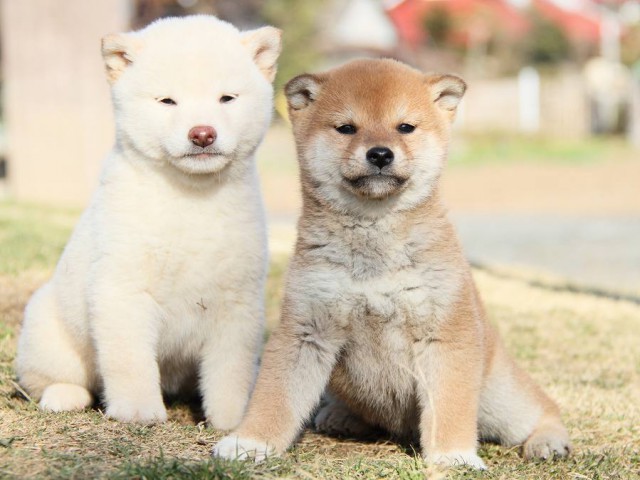 IMG_3575-koinu-shibainu