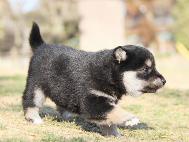 IMG_3763-koinu-shibainu