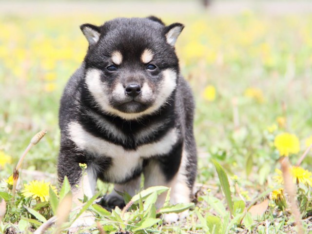 IMG_3910-shibainu-puppy