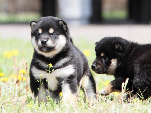 IMG_3912-shibainu-puppy