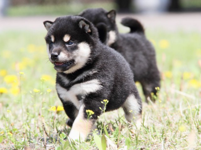 IMG_3920-shibainu-puppy