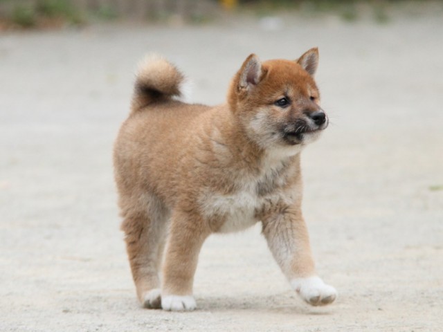 IMG_3951-shibainu-koinu