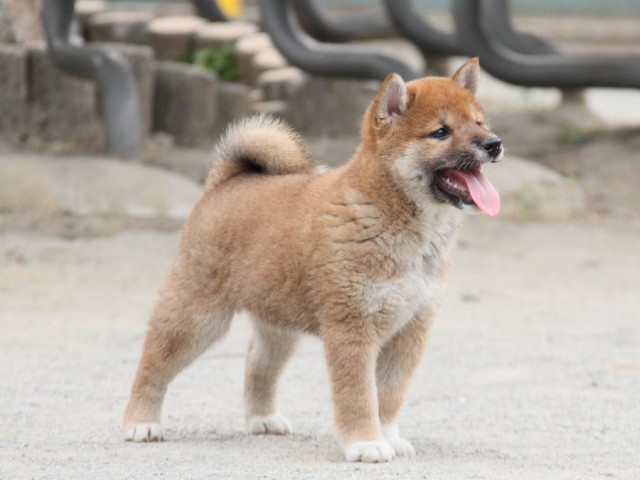 IMG_3965-shibainu-koinu