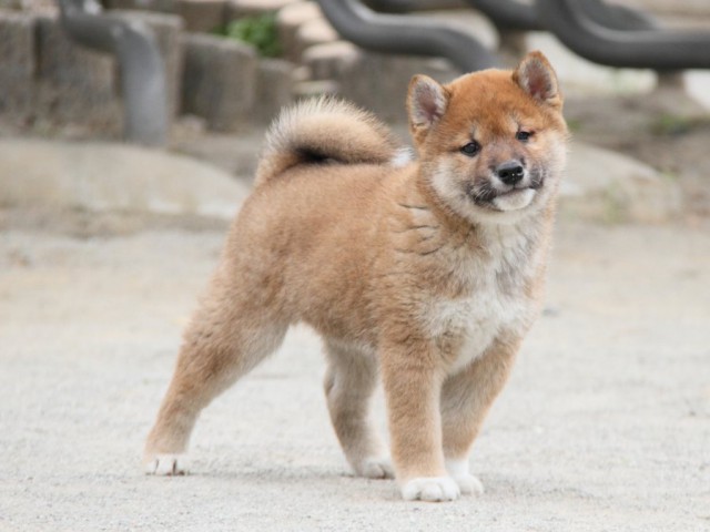 IMG_3970-shibainu-koinu