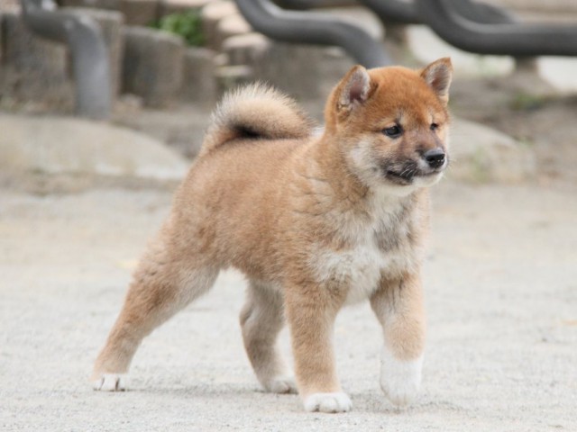 IMG_3972-shibainu-koinu