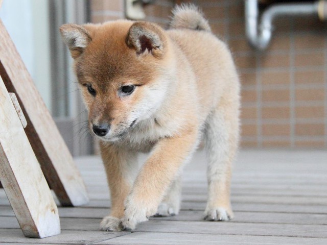 IMG_4078Shiba