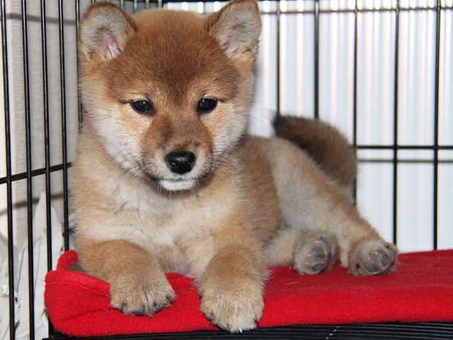 IMG_4111Shiba