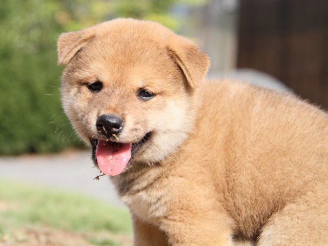 IMG_4134-shibainu-puppy