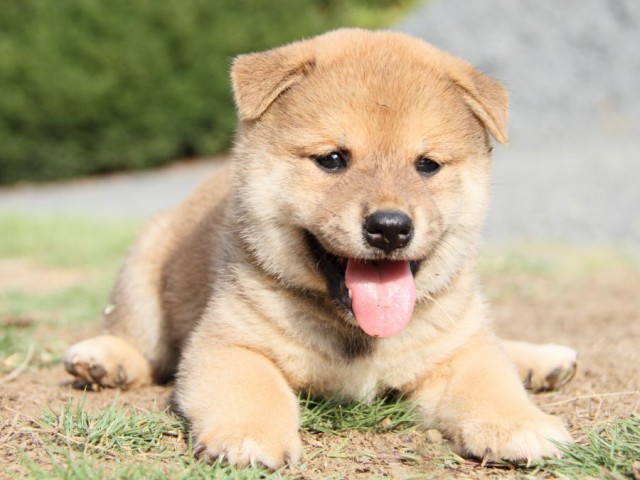 IMG_4166-shibainu-puppy