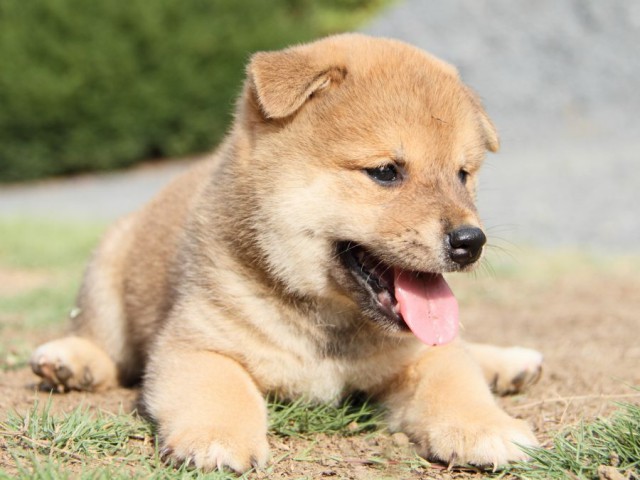 IMG_4170-shibainu-puppy