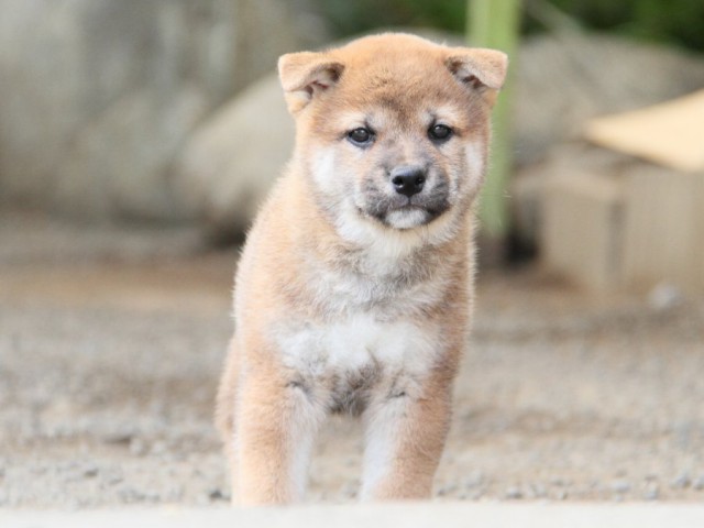 IMG_4191-shibainu-koinu