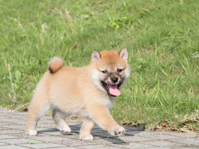 IMG_4201-shibainu Puppy