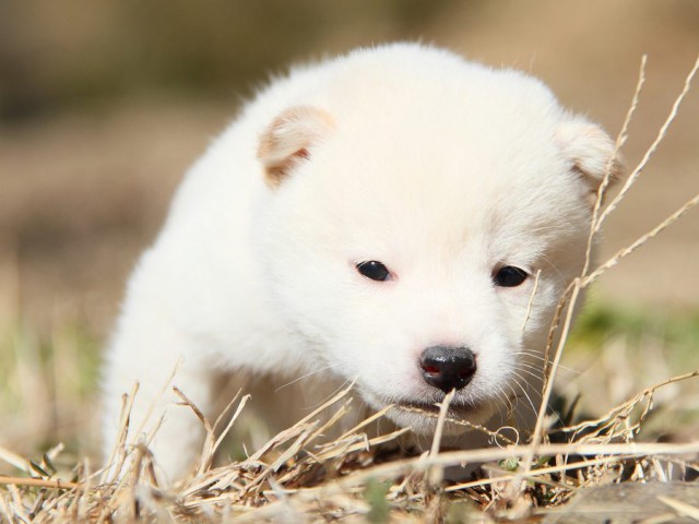 IMG_4202--shibainu Puppy