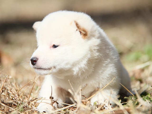 IMG_4217--shibainu Puppy