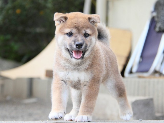 IMG_4222-shibainu-koinu