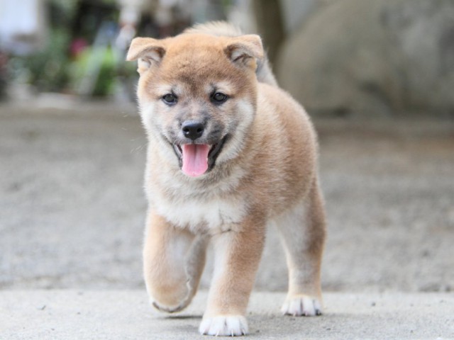 IMG_4289-shibainu-koinu