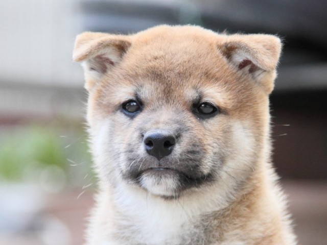 IMG_4333-shibainu-koinu