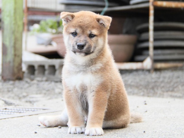 IMG_4337-shibainu-koinu