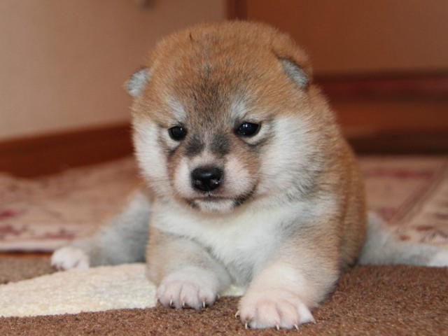 IMG_4354-shibainu-shibainu